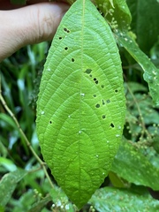 Callicarpa longifolia