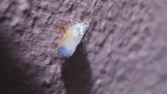 Antillormenis
