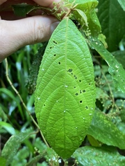 Callicarpa longifolia