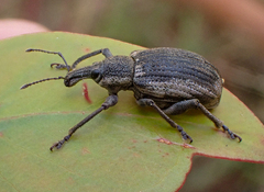 Catastygnus elegans