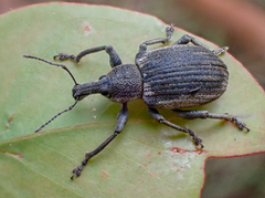 Catastygnus elegans