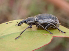Catastygnus elegans