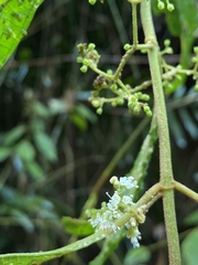 Callicarpa longifolia