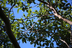 Melithreptus albogularis
