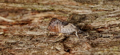 Eupselia carpocapsella