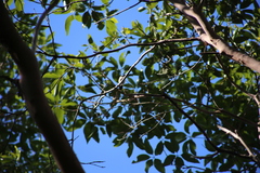 Melithreptus albogularis
