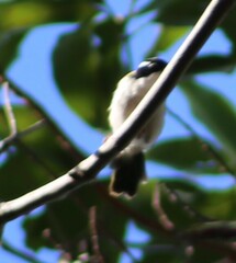 Melithreptus albogularis