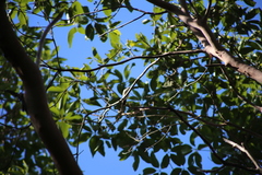 Melithreptus albogularis