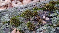 Ulota crispa