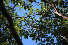Melithreptus albogularis