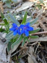 Glandora prostrata lusitanica