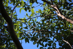 Melithreptus albogularis