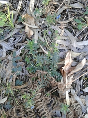 Glandora prostrata lusitanica