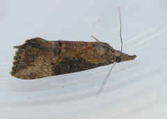 Hypena scabra