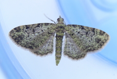 Pasiphila rectangulata