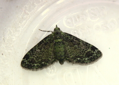 Pasiphila rectangulata