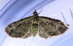 Pasiphila rectangulata