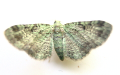 Pasiphila rectangulata