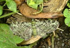 Pasiphila rectangulata