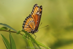 Limenitis archippus obsoleta
