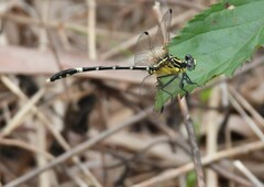 Austrogomphus amphiclitus