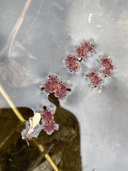Azolla microphylla