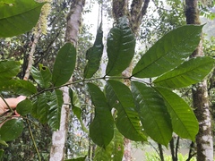 Dysoxylum parasiticum
