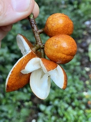 Dysoxylum parasiticum