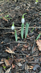 Galanthus elwesii