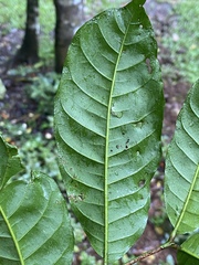 Dysoxylum parasiticum