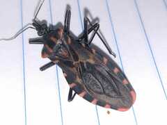 Panstrongylus megistus