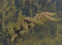 Myriophyllum muricatum