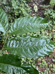 Dysoxylum parasiticum