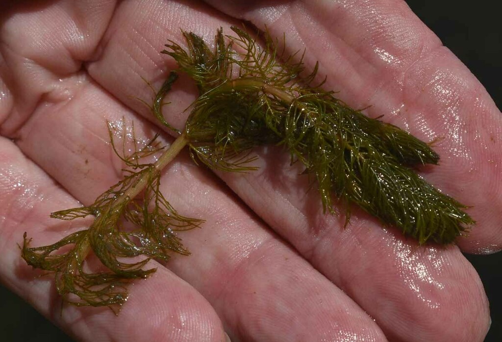 Myriophyllum muricatum