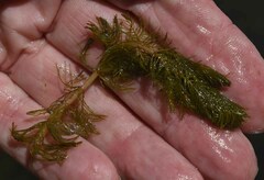 Myriophyllum muricatum