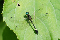 Macrothemis tessellata
