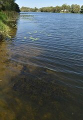 Myriophyllum muricatum