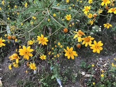 Simsia amplexicaulis