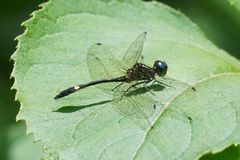 Macrothemis tessellata