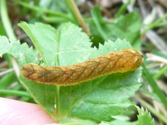 Tenthredo campestris