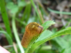 Tenthredo campestris