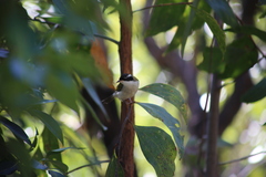 Melithreptus albogularis