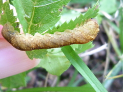 Tenthredo campestris