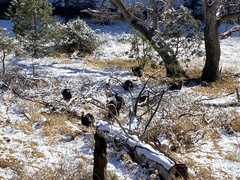 Meleagris gallopavo mexicana