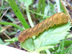 Tenthredo campestris