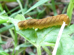 Tenthredo campestris