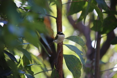 Melithreptus albogularis