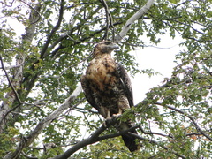 Geranoaetus melanoleucus australis