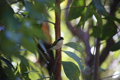 Melithreptus albogularis