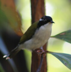 Melithreptus albogularis